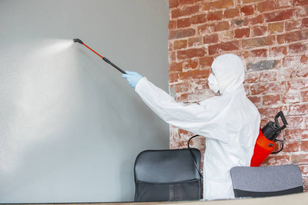Best Emergency Mold Remediation  in Northwood, OH